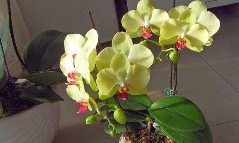 蝴蝶蘭多久澆水一次