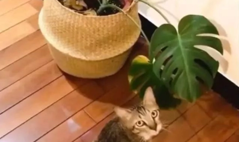 貓 誤食 龜背芋 處理