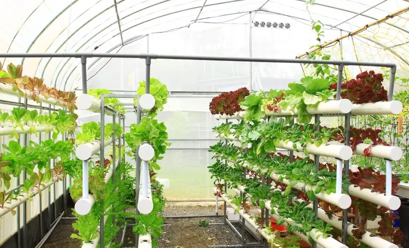 水耕營養液配方