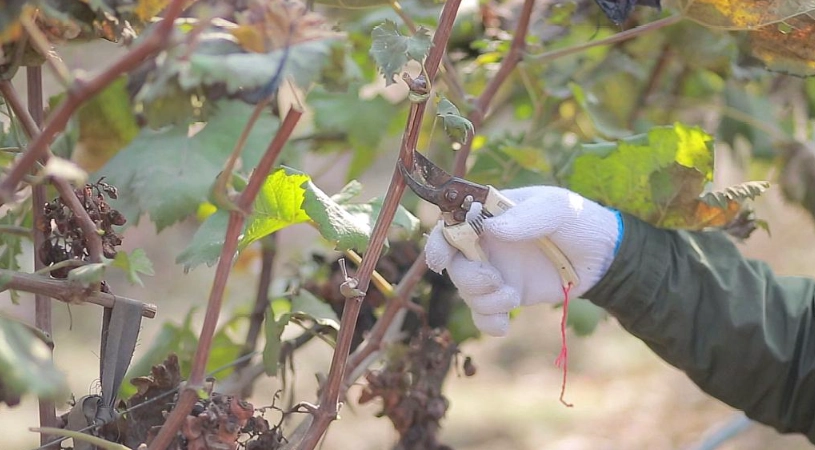 葡萄樹修剪 葡萄樹修剪