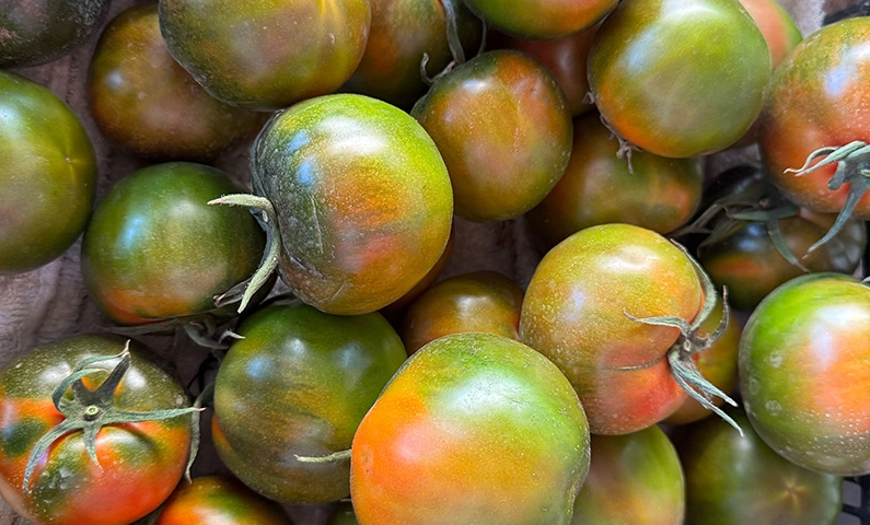 黑柿番茄 黑柿番茄