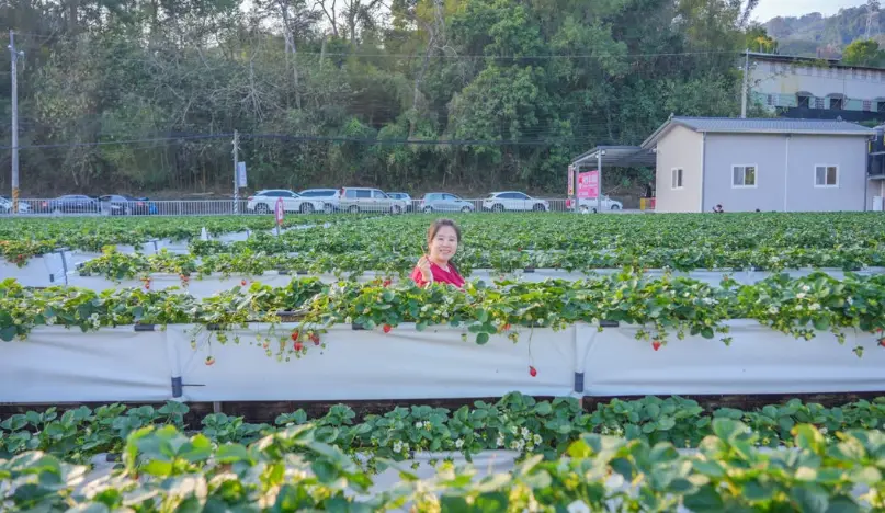 大湖採草莓季節 大湖採草莓季節