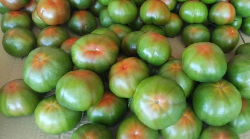 黑柿番茄種植 黑柿番茄種植