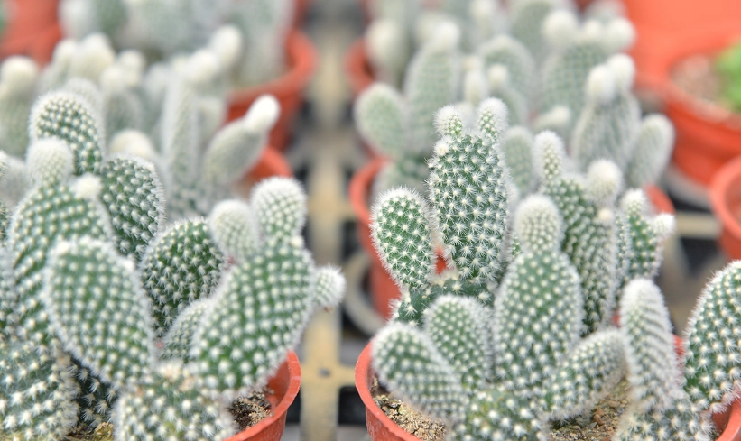 仙人掌品種介紹