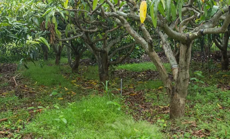 盆栽酪梨 盆栽酪梨