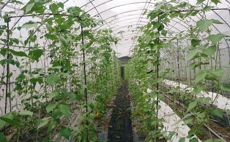 四季豆種植 四季豆種植