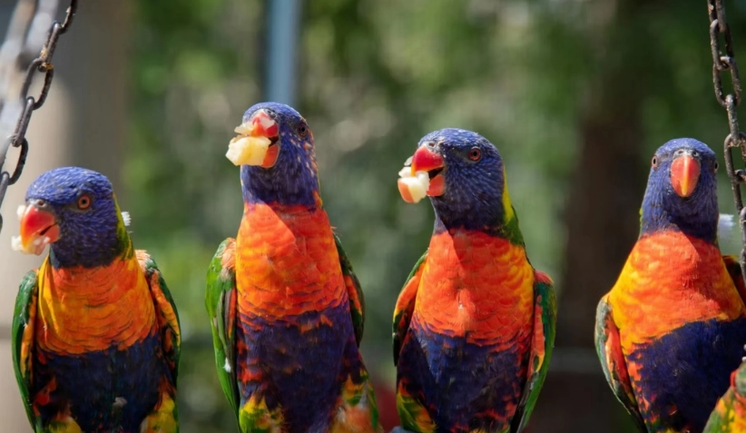 百合花鸚鵡 飼養