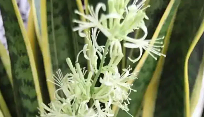 虎尾蘭開花 虎尾蘭開花