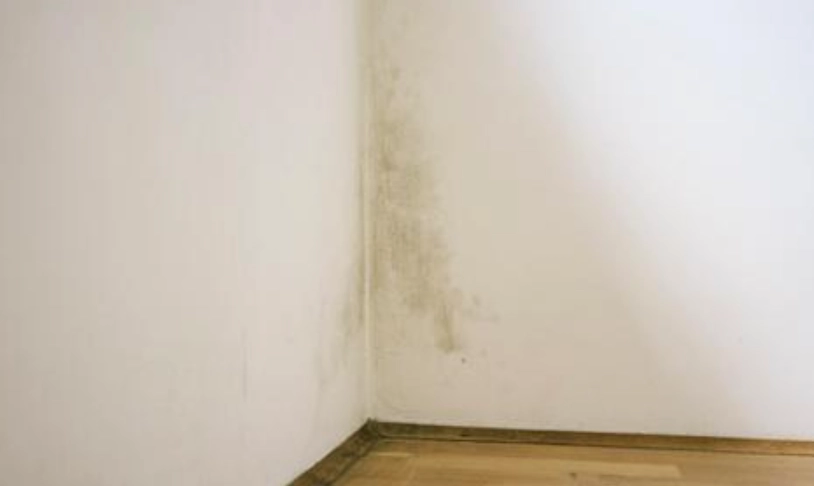牆壁霉斑處理 牆壁霉斑處理