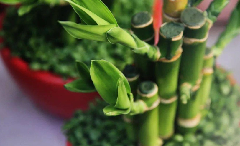 富贵竹水耕 富贵竹水耕