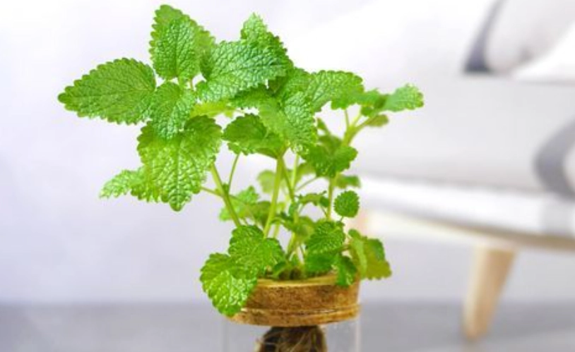 薄荷營養液配方