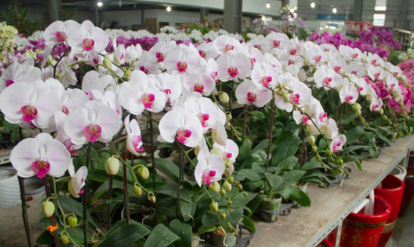 蝴蝶蘭澆水方法