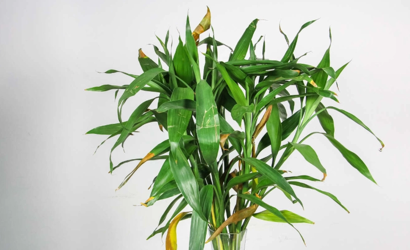 富贵竹水耕 富贵竹水耕