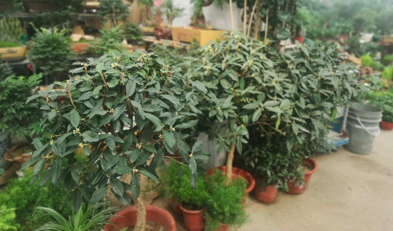 桂花種植 桂花種植