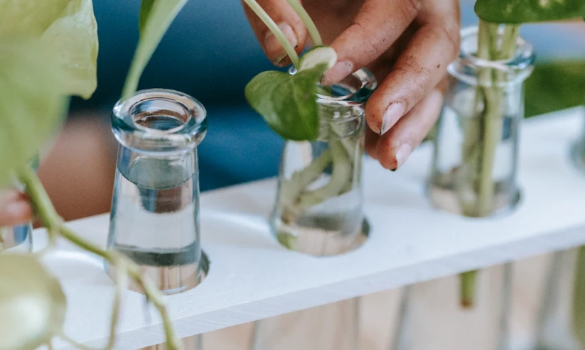水耕蔬菜營養液