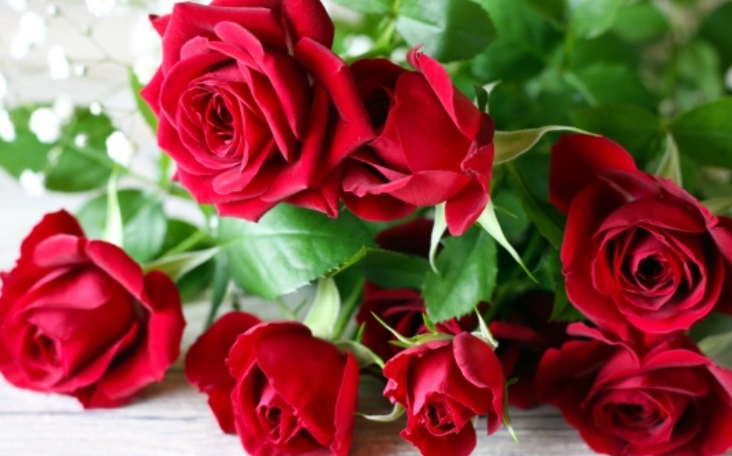 玫瑰花數量花語