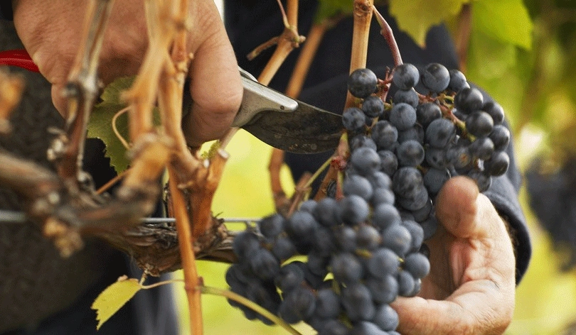 葡萄修剪方法 葡萄修剪方法