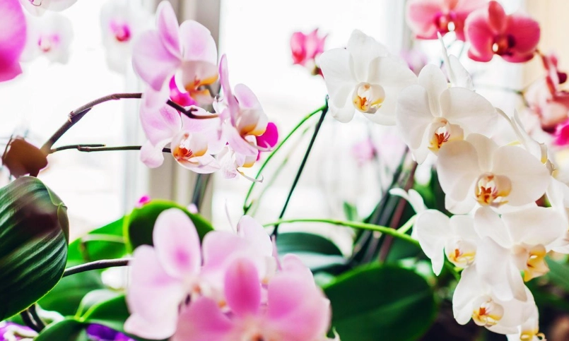 蝴蝶蘭 環境 蝴蝶蘭 環境