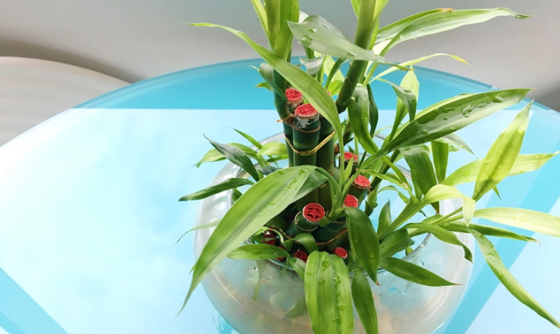 富贵竹叶子发黄 富贵竹叶子发黄