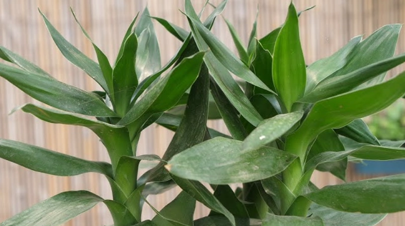 富贵竹叶子发黄 富贵竹叶子发黄