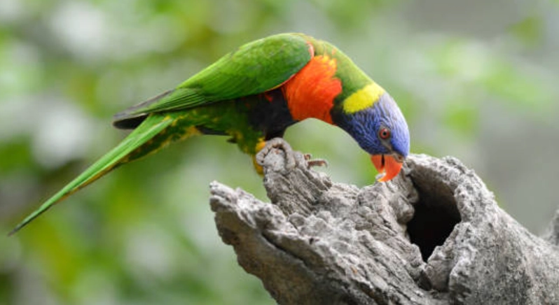 百合花鸚鵡 飼養