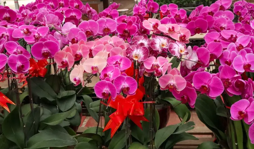 蝴蝶蘭 種植 蝴蝶蘭 種植