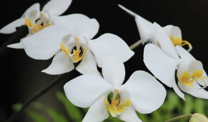 蝴蝶蘭澆水頻率