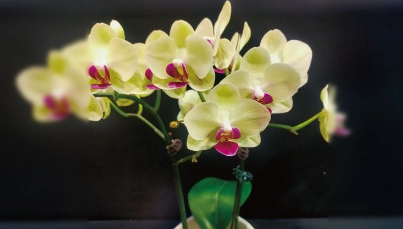 蝴蝶蘭 種植 蝴蝶蘭 種植