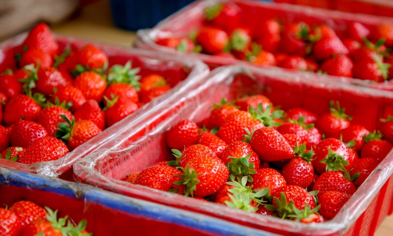 大湖草莓園比較 大湖草莓園比較