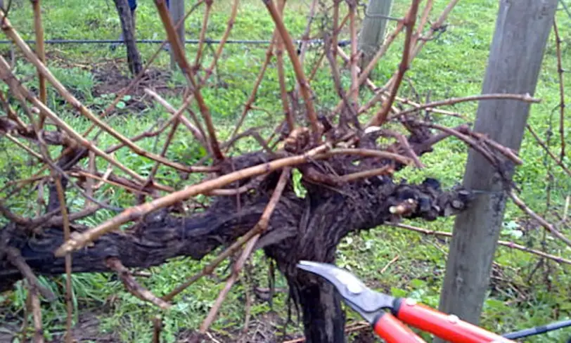 葡萄修剪方法 葡萄修剪方法