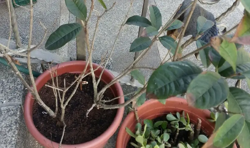 桂花種植 桂花種植