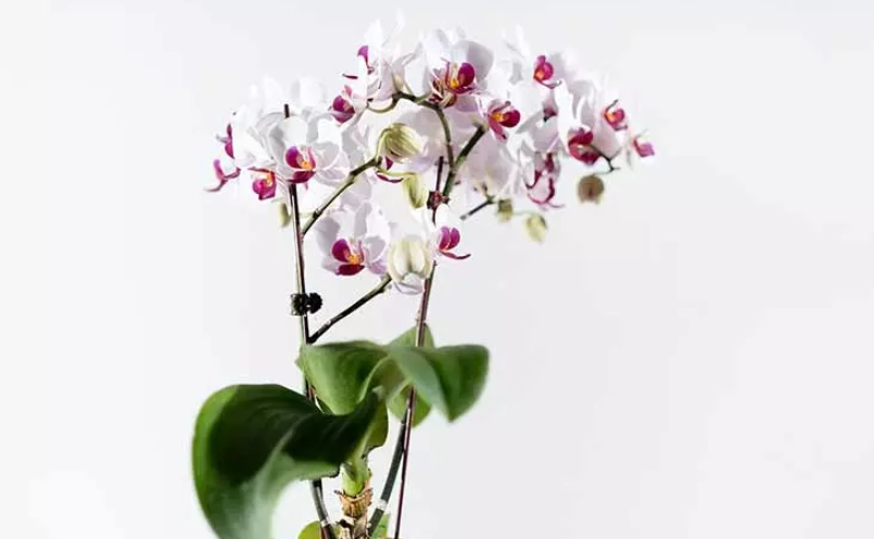 蝴蝶蘭 照顧 蝴蝶蘭 照顧