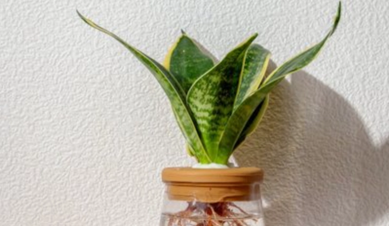 虎尾蘭分株水培全攻略：新手也能養出潔白根系