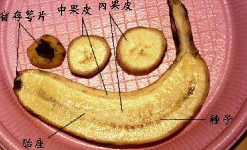 香蕉果實結構 香蕉果實結構
