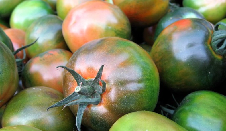 黑番茄品種 黑番茄品種