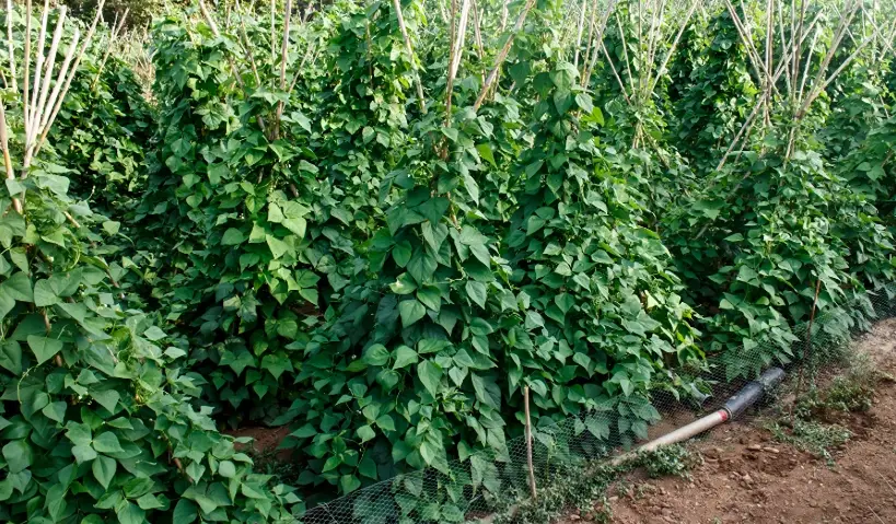 四季豆種植 四季豆種植