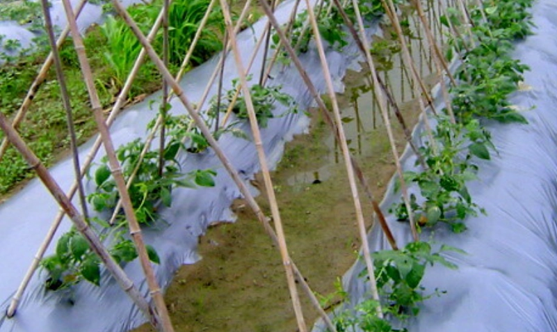 四季豆種植技巧 四季豆種植技巧