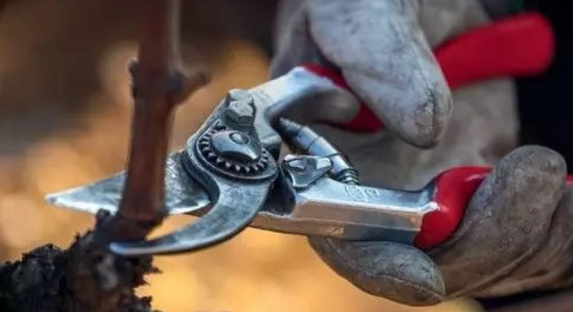 葡萄園修剪時間 葡萄園修剪時間