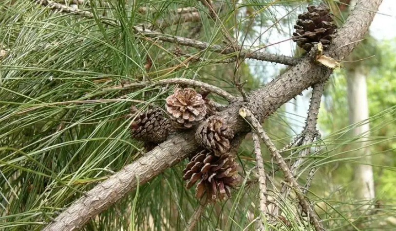 二葉松果實全指南：從辨識、採集到創意應用完整解析