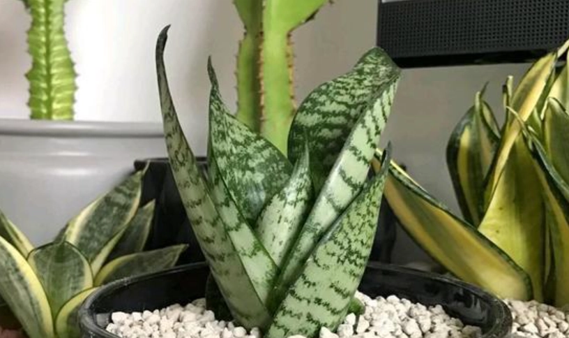 虎尾蘭開花兆頭 虎尾蘭開花兆頭