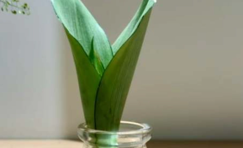 水培 植物 新手