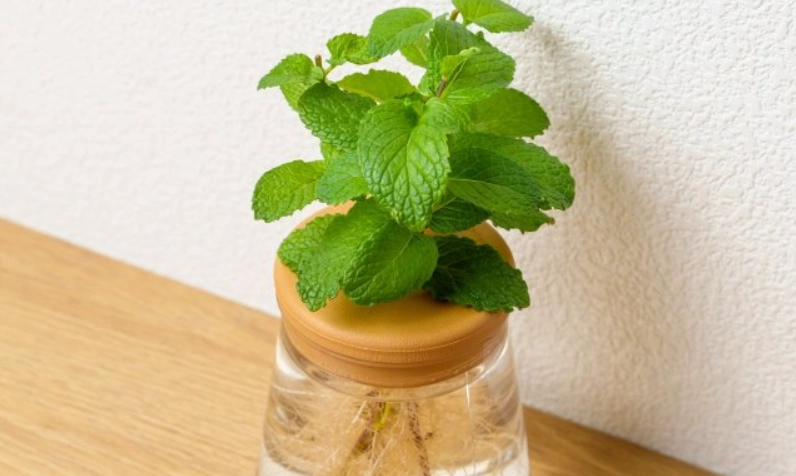 薄荷水耕營養液配方全攻略：在家輕鬆種出香氣濃郁的薄荷