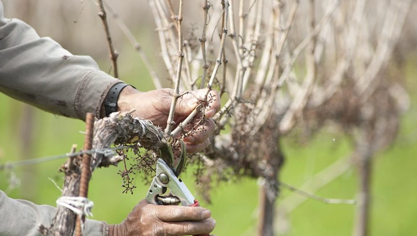 葡萄樹修剪 葡萄樹修剪