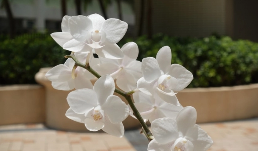 食用蘭花 食用蘭花