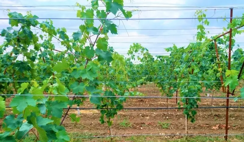 葡萄苗修剪方法