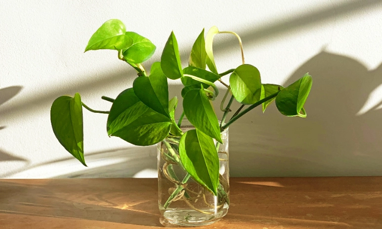 龜背芋 寵物 安全