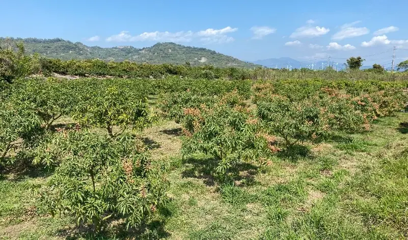 愛文芒果 種植技巧