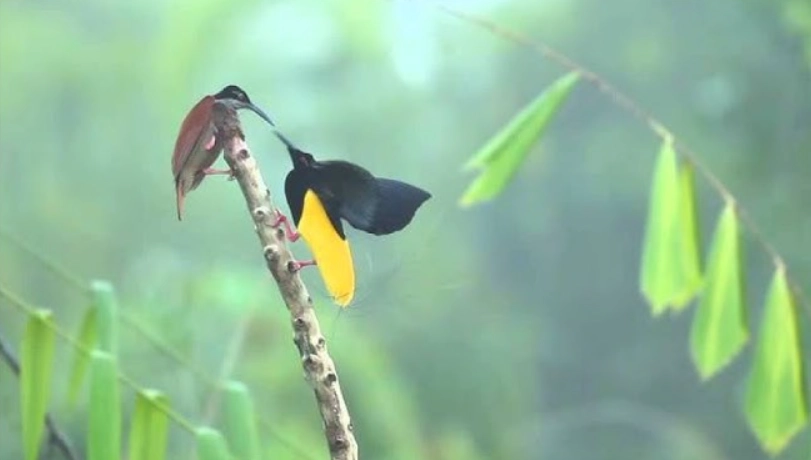 極樂鳥生態 極樂鳥生態