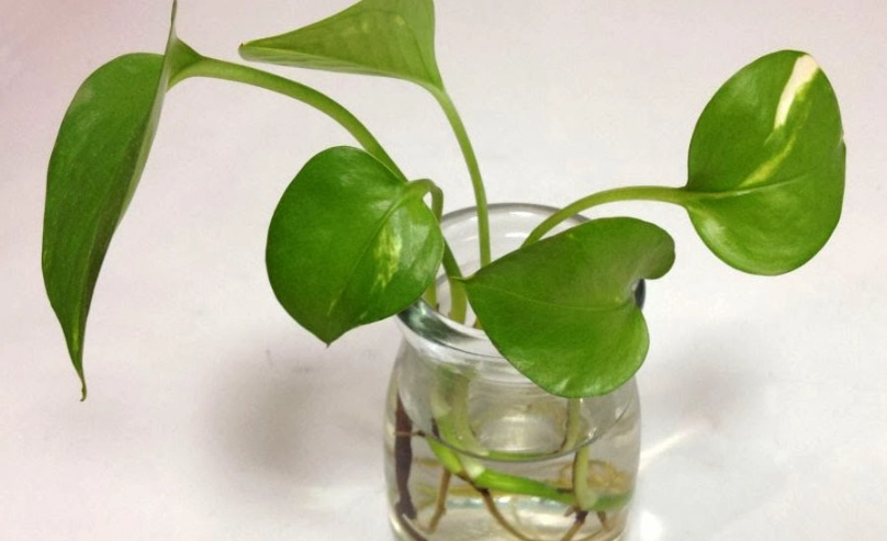 黃金葛水耕終極指南：從零開始，新手也能養爆盆的懶人方法