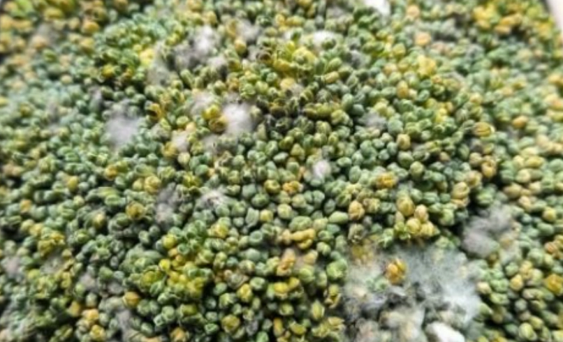 花椰菜保存方法